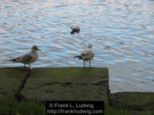 At the Quays